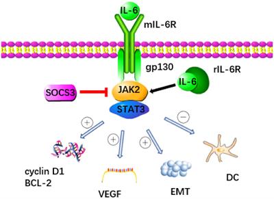 Unveiling the role of interleukin-6 in pancreatic cancer occurrence and progression